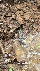 Diadophis punctatus punctatus