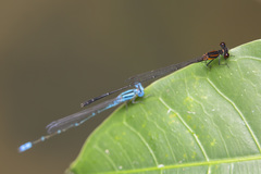 Prodasineura verticalis