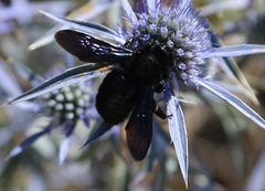 Xylocopa valga