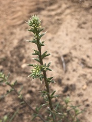 Salsola australis