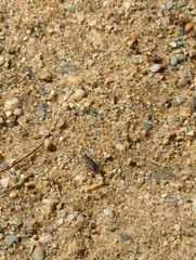 Cicindela repanda