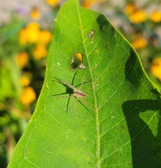 Pisaurina mira