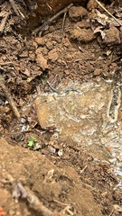 Diadophis punctatus punctatus