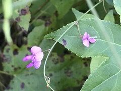 Desmodium paniculatum