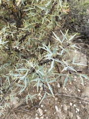 Berberis trifoliolata