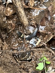 Diadophis punctatus punctatus