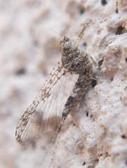 Callibaetis pictus