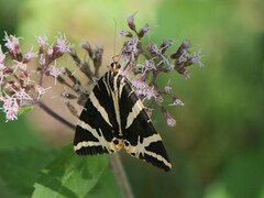 Euplagia quadripunctaria