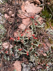 Cladonia macilenta