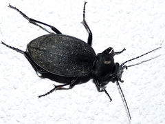 Carabus coriaceus
