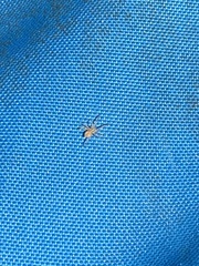 Cheiracanthium mildei