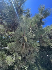 Pinus thunbergii