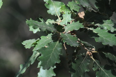 Quercus pubescens