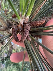 Pinus thunbergii