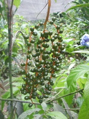 Chamaedorea pinnatifrons
