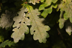 Erysiphe alphitoides