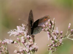 Erebia