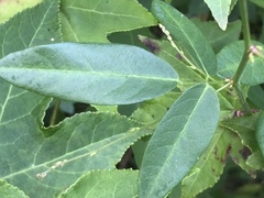 Desmodium paniculatum