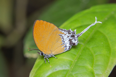 Eooxylides tharis distanti