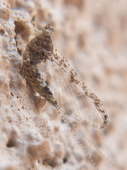 Callibaetis pictus