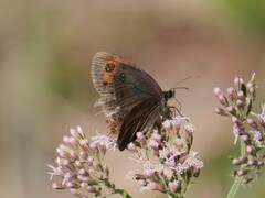 Erebia