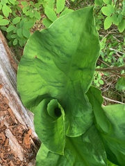 Lysichiton americanus