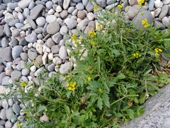 Rorippa sylvestris