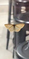 Scopula immutata