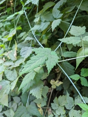 Rubus ursinus