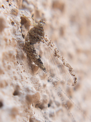 Callibaetis pictus