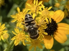 Eristalis dimidiata