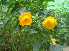 Streptosolen