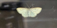 Scopula immutata