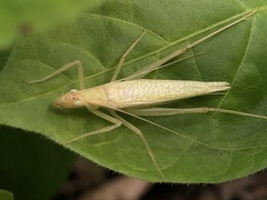 Oecanthus niveus