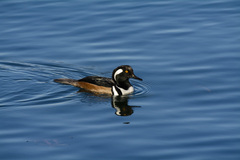 Lophodytes cucullatus