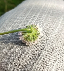 Trifolium fragiferum