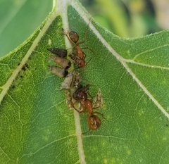 Camponotus castaneus