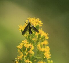 Lepidophora lepidocera