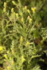 Senecio viscosus