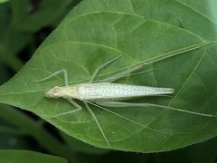 Oecanthus niveus