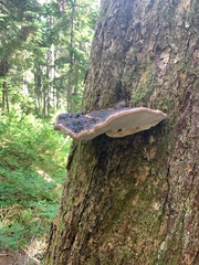 Fomitopsis ochracea