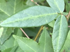 Desmodium paniculatum