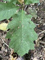 Quercus rubra