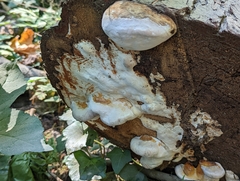 Fomitopsidaceae
