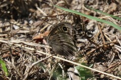 Hipparchia statilinus