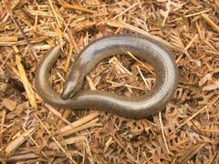 Anguis fragilis