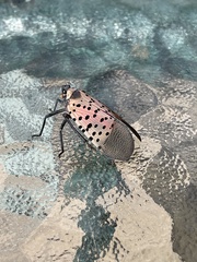 Lycorma delicatula