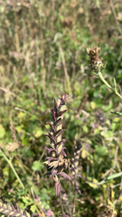 Odontites vulgaris