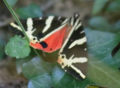 Euplagia quadripunctaria