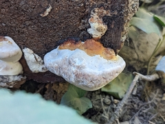 Fomitopsidaceae
